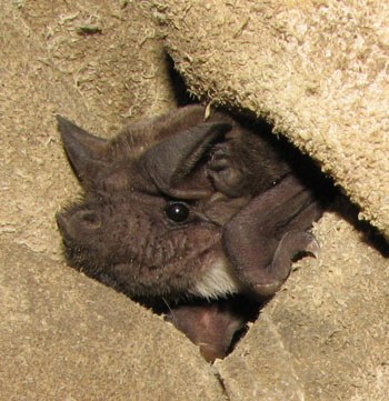 Close up of an Angolan free-tailed bat