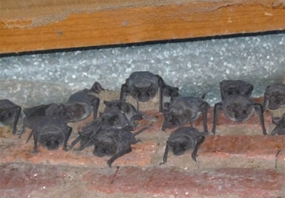 Colony of this species roosting in a corrugated iron roof
