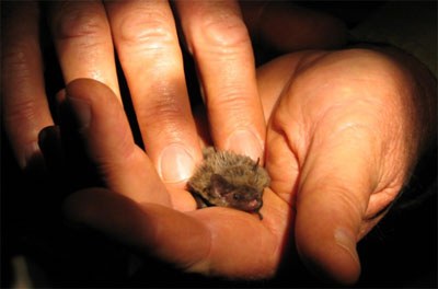 A fully grown Cape serotine bat. Photo Courtesy of GNoRBIG