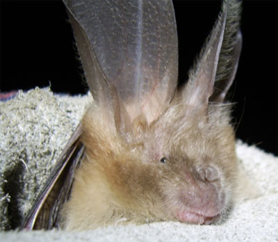 The common slit-faced bat