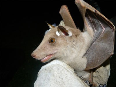 Gambian Epauletted fruit bat, which looks similar to the Wahlberg’s Epauletted fruit bat