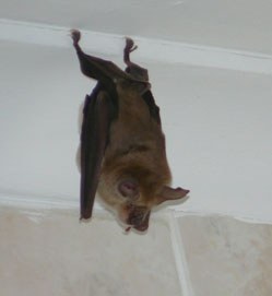 A Geoffroy’s horseshoe bat observed in a vacant house