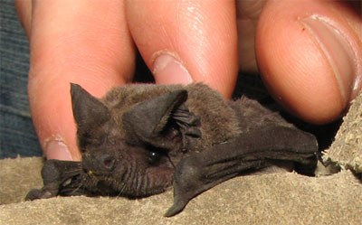A Little free-tailed bat from the Limpopo province