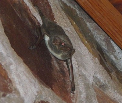 The typical habit of a Mauritian tomb bat roosting against a wall on the outside of a building under the eave of a roof