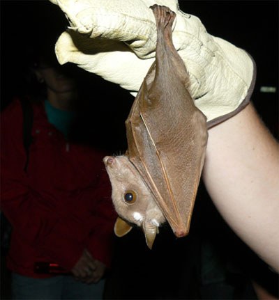Wahlberg’s Epauletted fruit bat displayed to the public at a bat walk hosted by the Gauteng and Northern Regions Bat Interest Group (GNoRBIG). Photo courtesy of GNoRBIG.