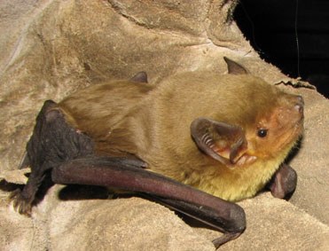 A Yellow house bat sitting in a resting position