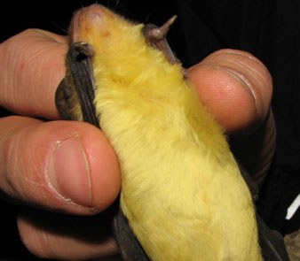 The prominent yellow underbelly of the yellow house bat
