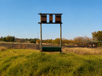 Can Bats Help Reduce Flying Insects Around Horses?