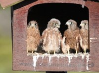 Beautiful Rock Kestrels occupying an owl box