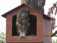 Boskruin Welcomes a Spotted Eagle Owlet