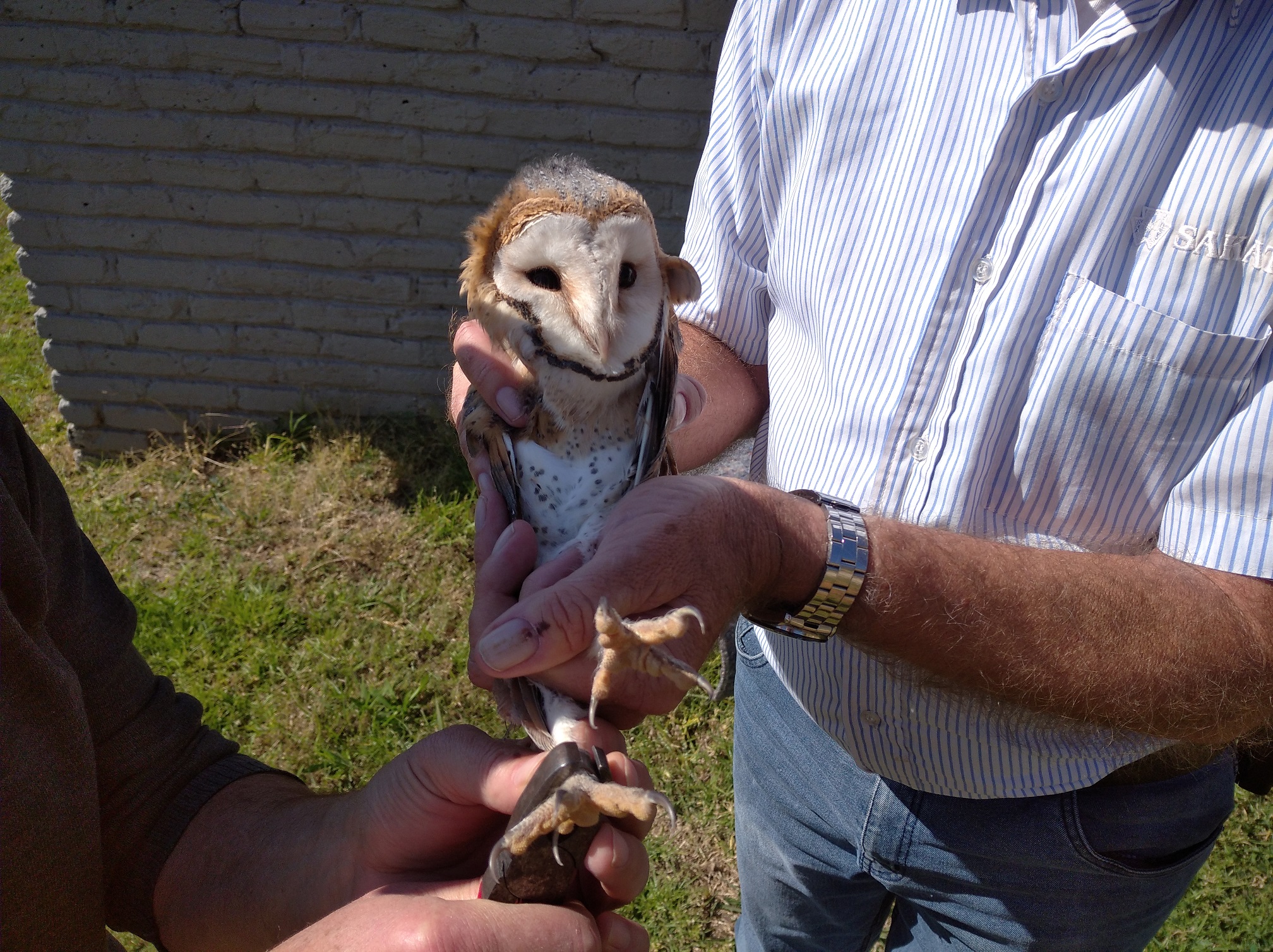 Close up of owl getting SAF ring.jpg