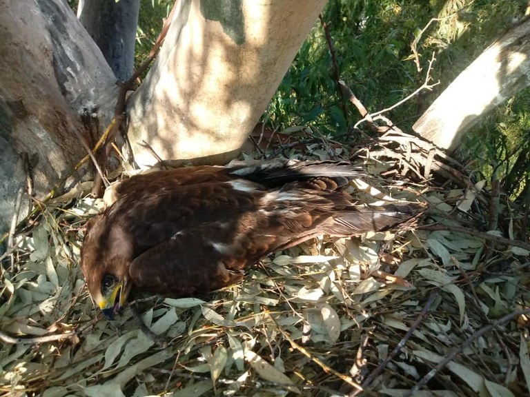 Hawk in nest.jpg