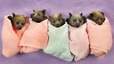 Holy flying fox! It's a nursery for orphaned bats