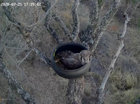Our Owl Cam is Live!