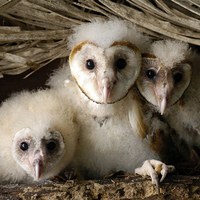 Suffolk barn owls recovering after 'terrible year'