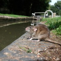"Super-Toxic" Rat Poison Sale Banned in California to Protect Wildlife