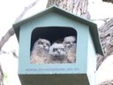 Three Spotted Eagle Owlets in Waterkloof!