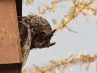 Winter solstice: A big day for Spotted Eagle Owls