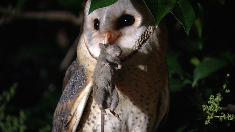 Nontoxic Rodent Control — Hungry Owl Project