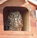 Frequently asked owl box questions answered: