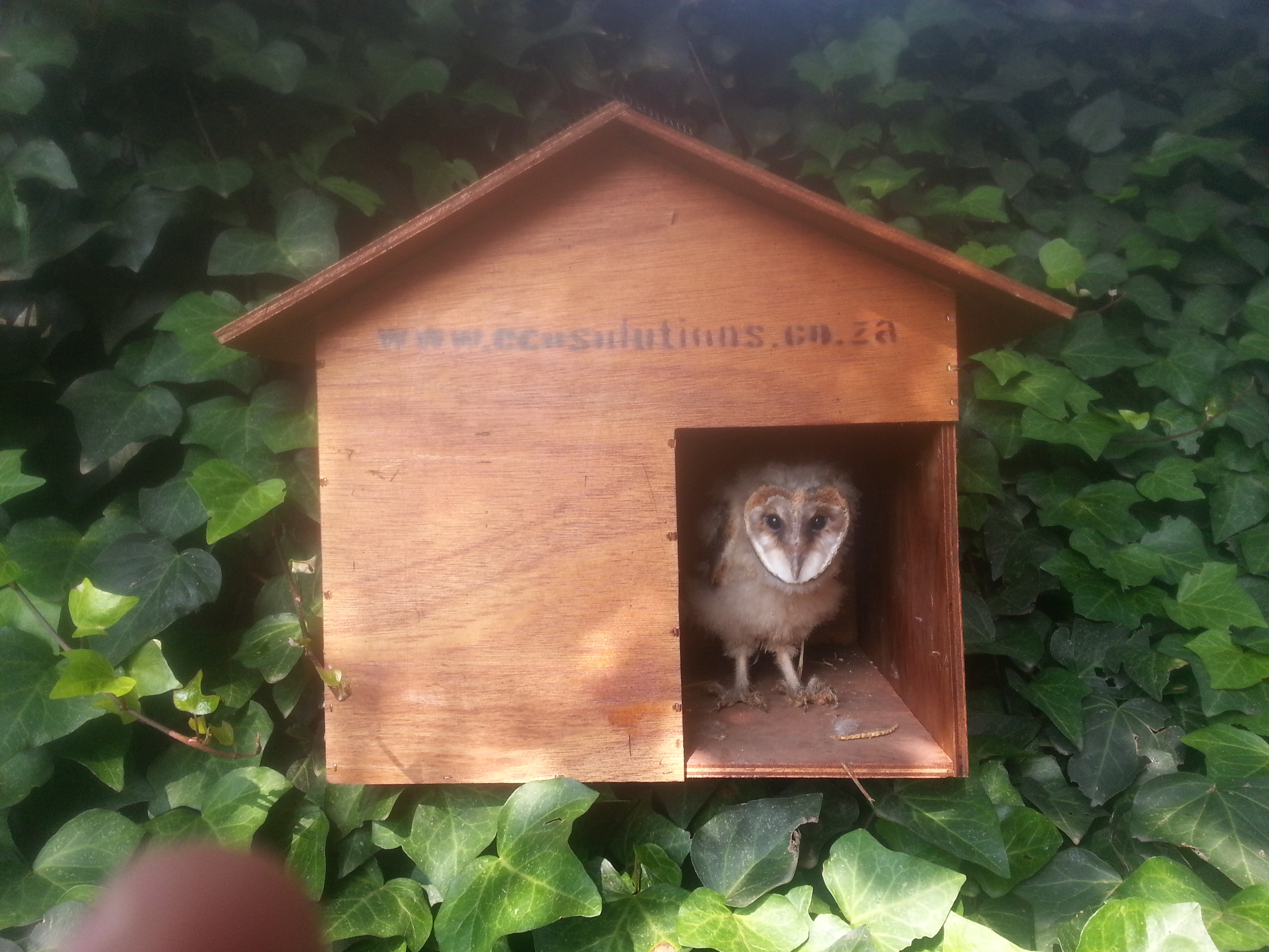 Barn owl in box