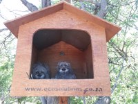 Join the Owl Box Project