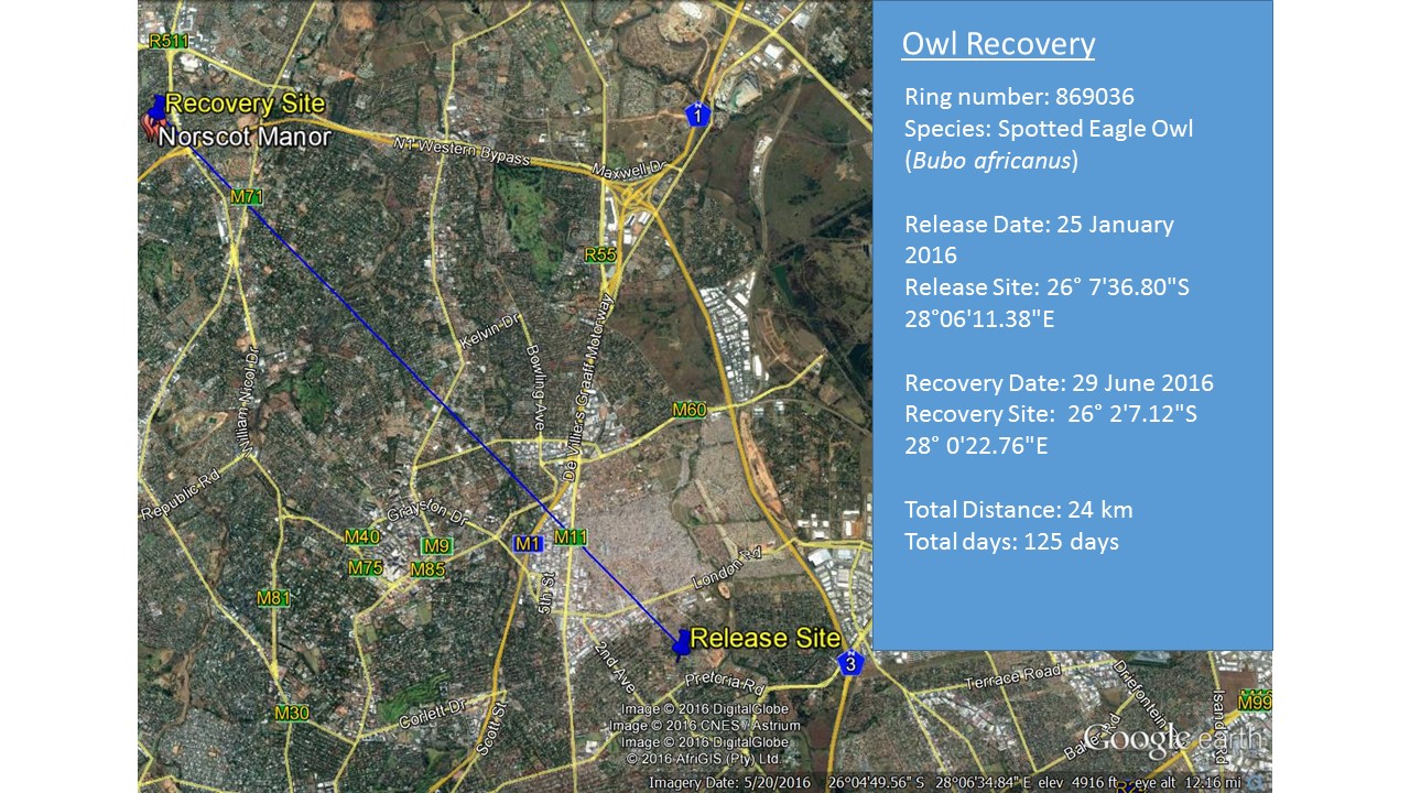 Owl Recovery 29062016 (1).jpg