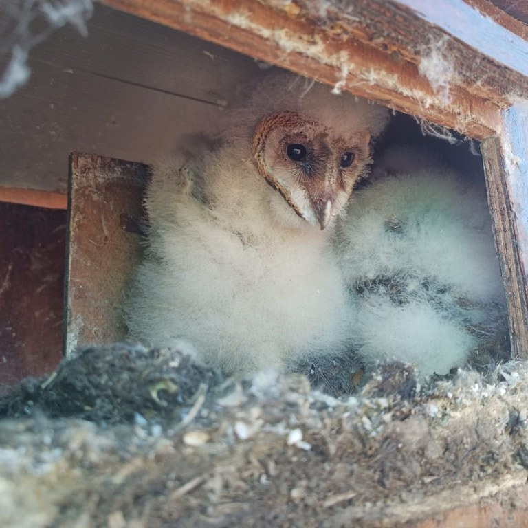 Occupied Barn Owl (Tyto alba) Box - Scatec Solar