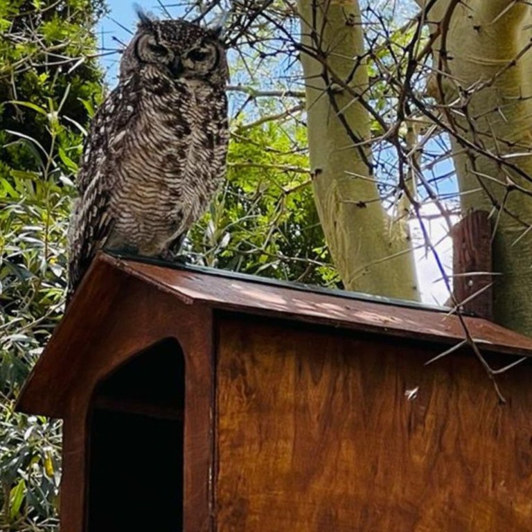 Spotted Eagle Owl (Bubo africanus) Occupied Box - Olivedale