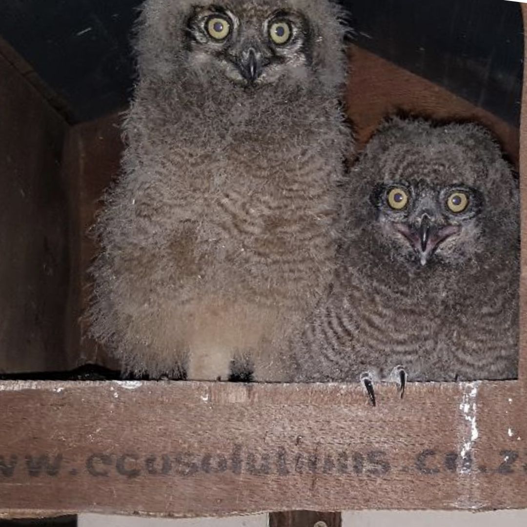 Spotted Eagle Owl (Bubo africanus) Occupied Box