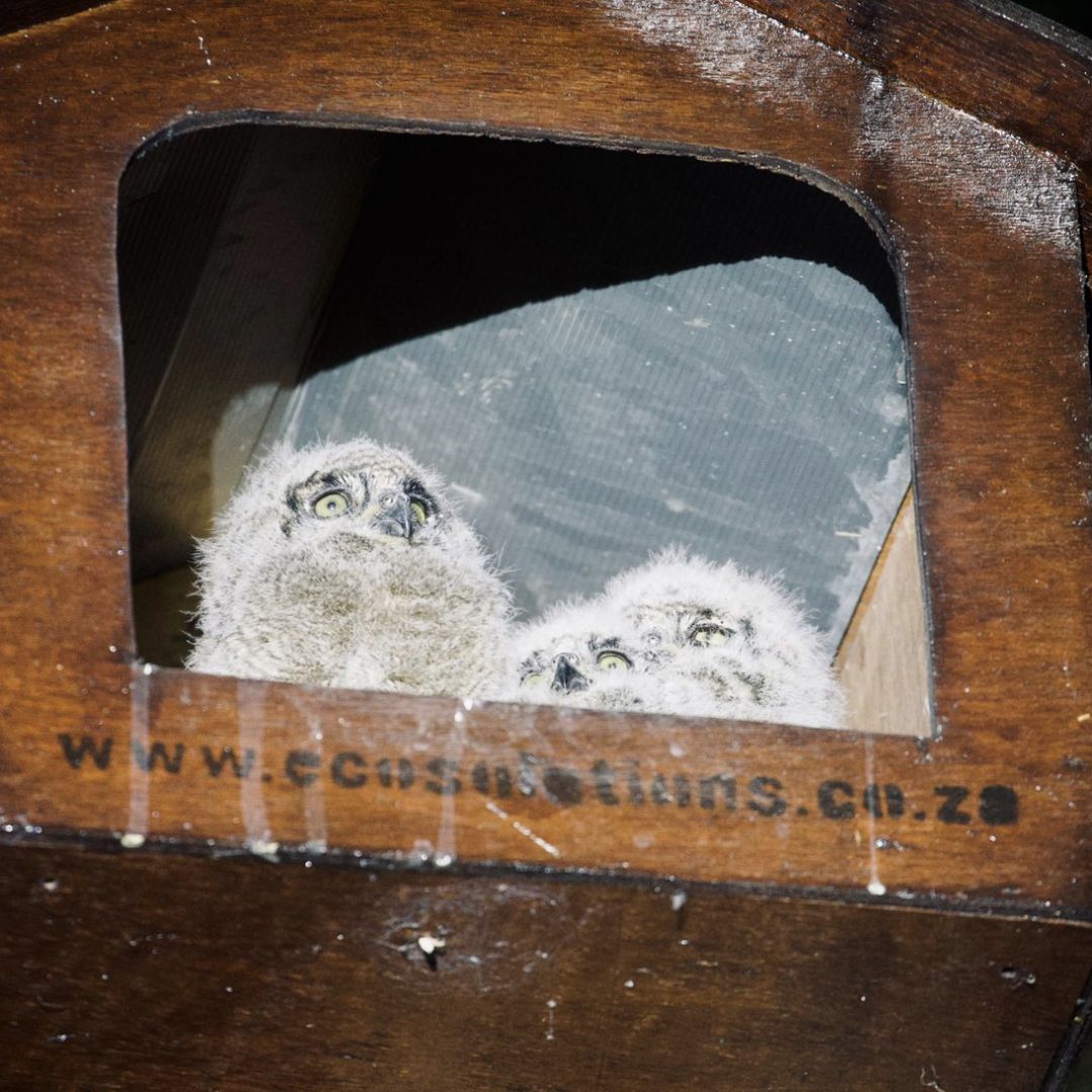 Spotted Eagle Owl (Bubo africanus) Occupied Box