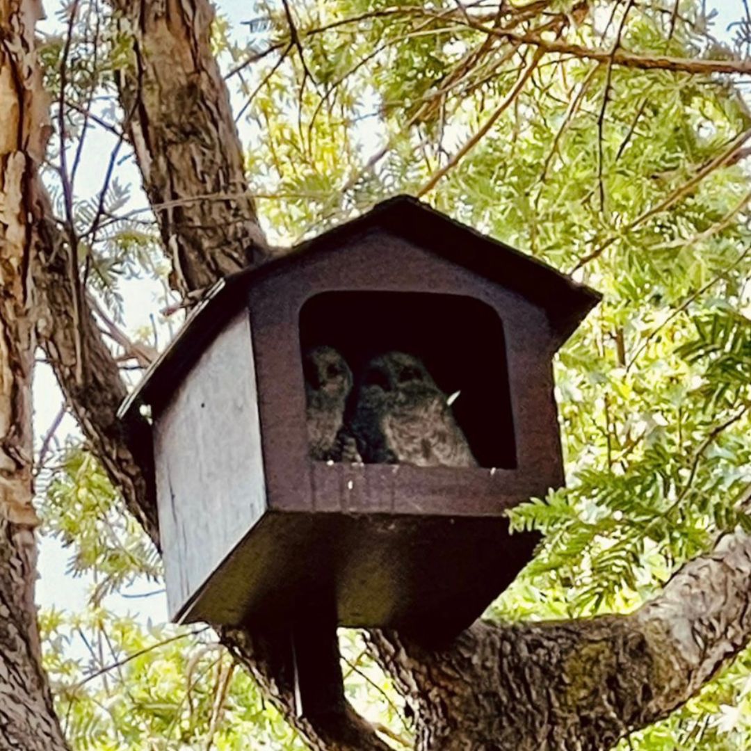 Spotted Eagle Owl (Bubo africanus) Occupied Box - Bryanstan