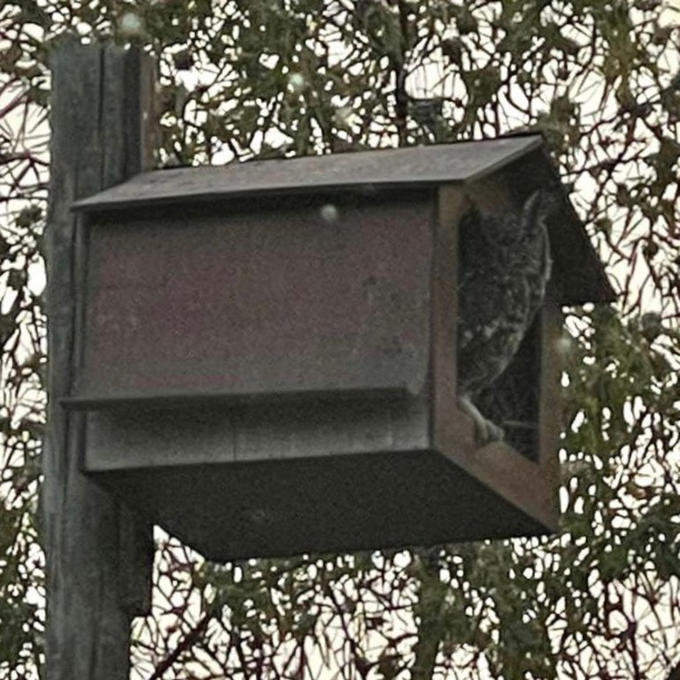 Spotted Eagle Owl (Bubo africanus) Occupied Box