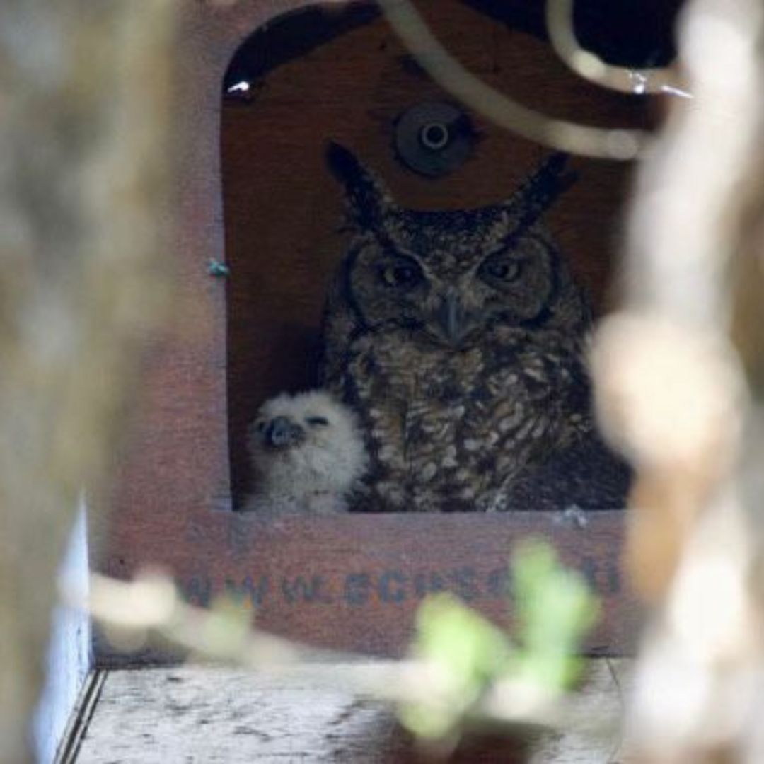 Spotted Eagle Owl (Bubo africanus) Occupied Box