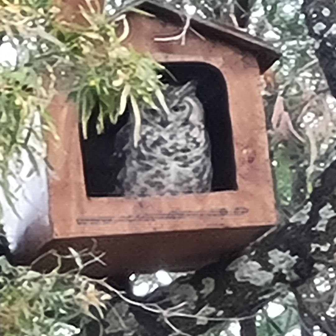 Spotted Eagle Owl (Bubo africanus) Occupied Box