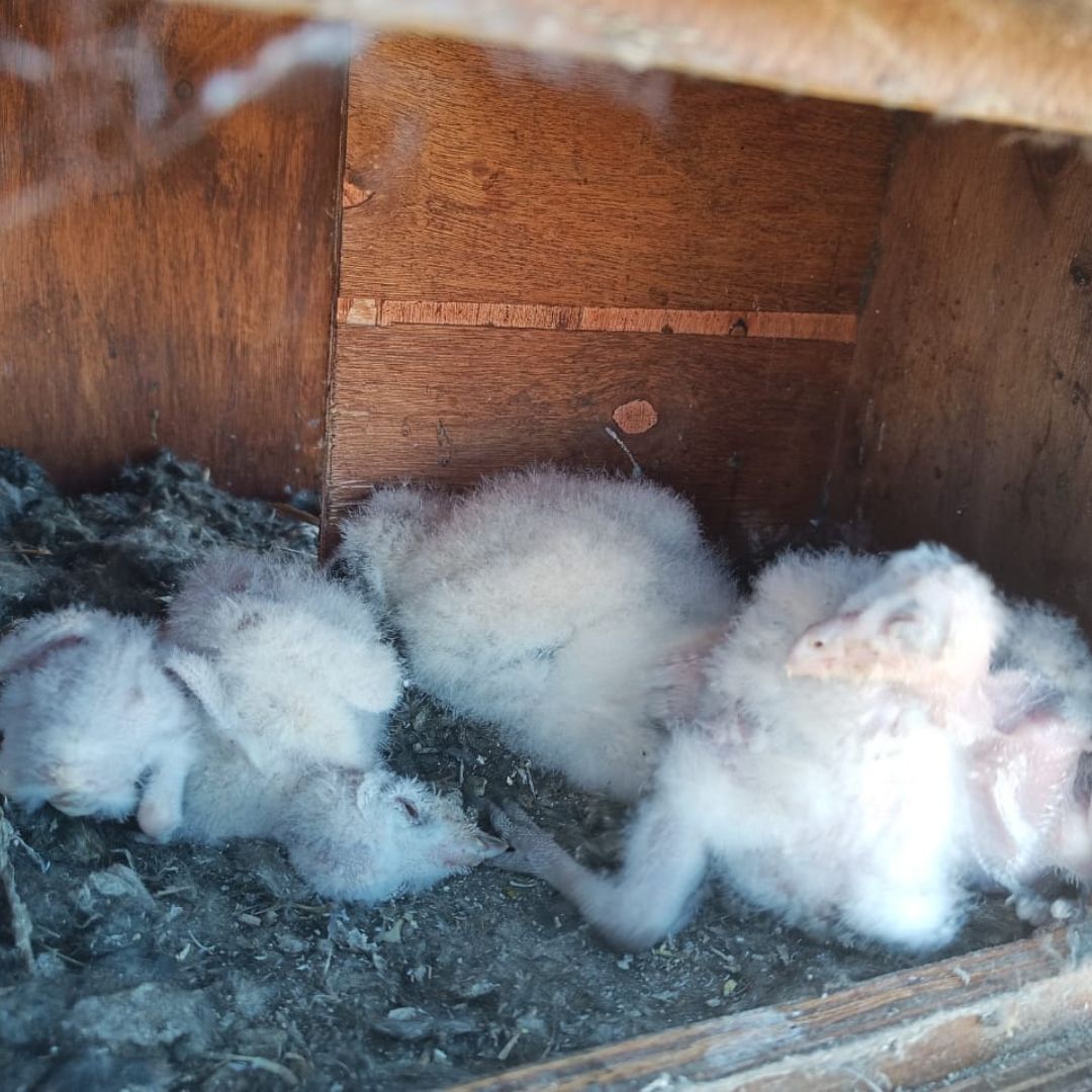 Occupied Barn Owl (Tyto alba) Box - Scatec Solar