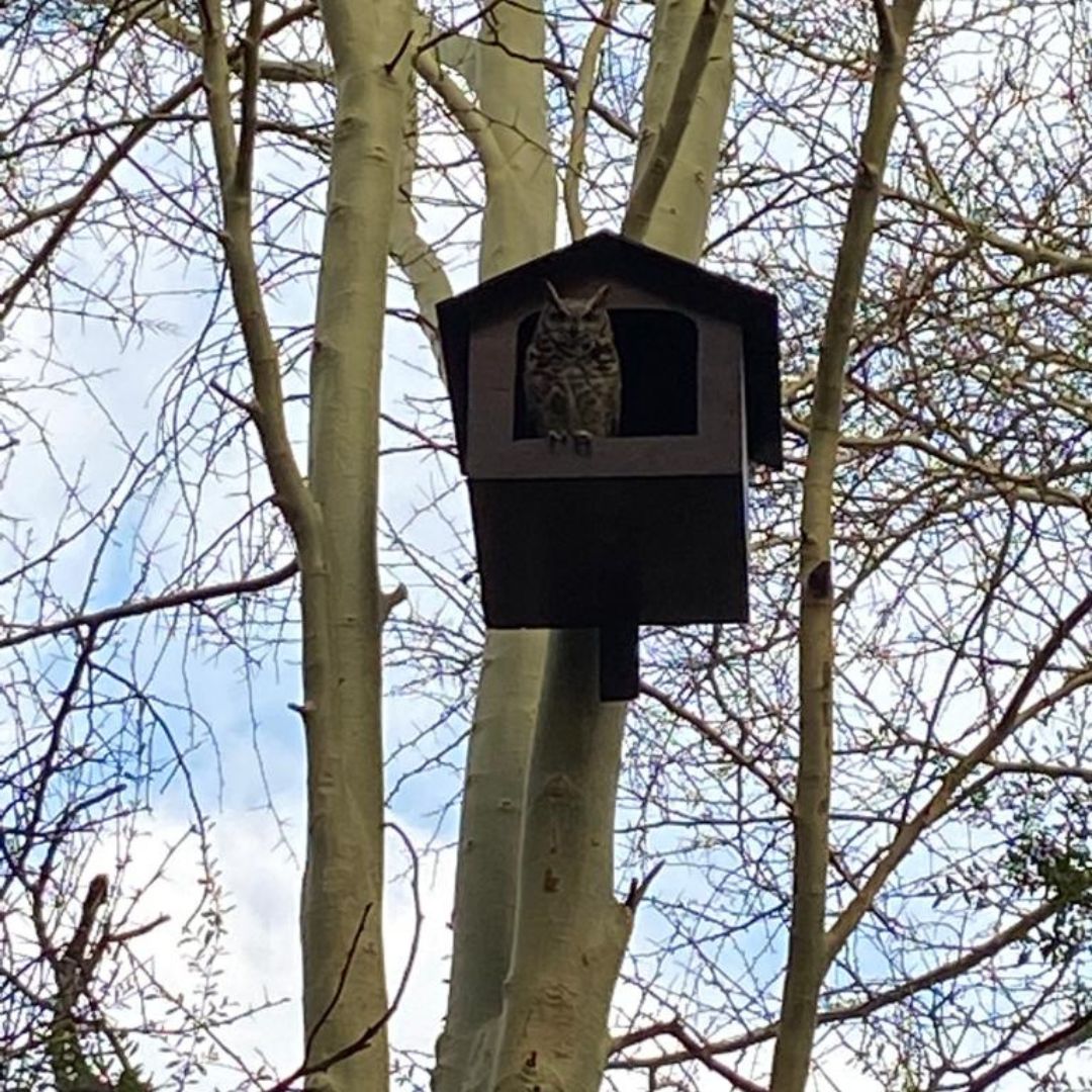 Spotted Eagle Owl (Bubo africanus) Occupied Box - Boskruin