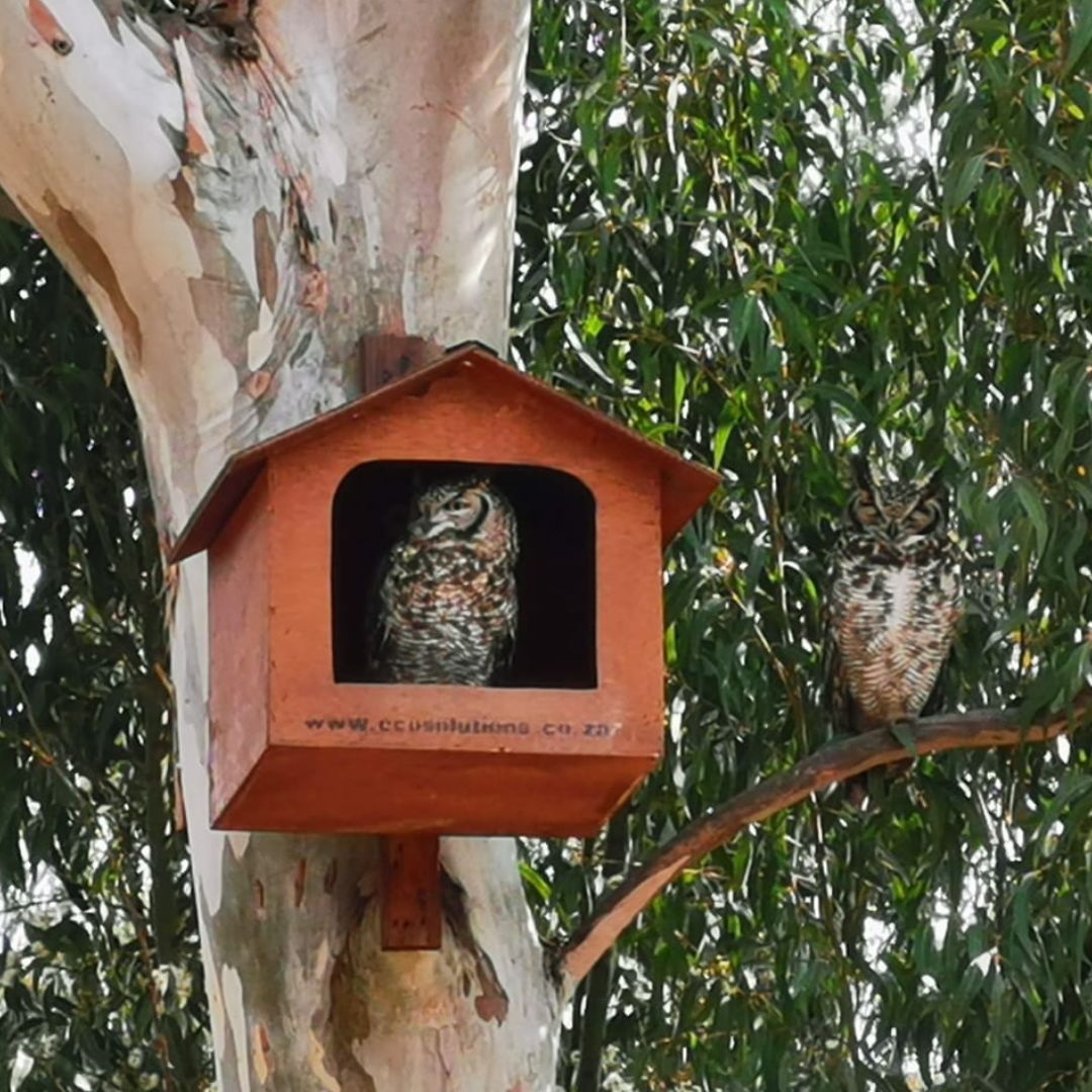 Spotted Eagle Owl (Bubo africanus) Occupied Box