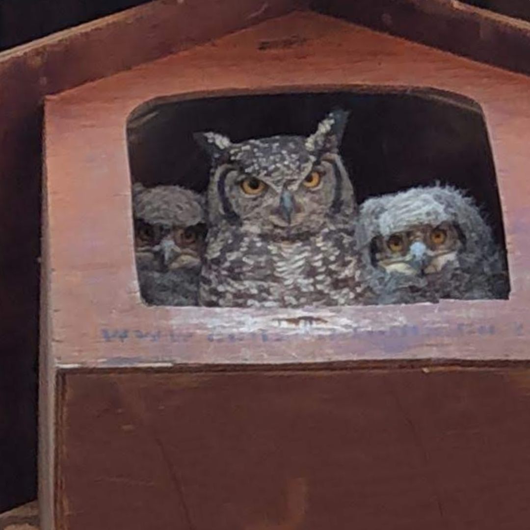 Spotted Eagle Owl (Bubo africanus) Occupied Box