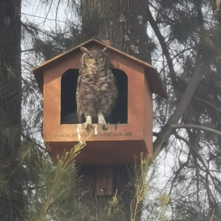 Spotted Eagle Owl (Bubo africanus) Occupied Box - Hymany Dam