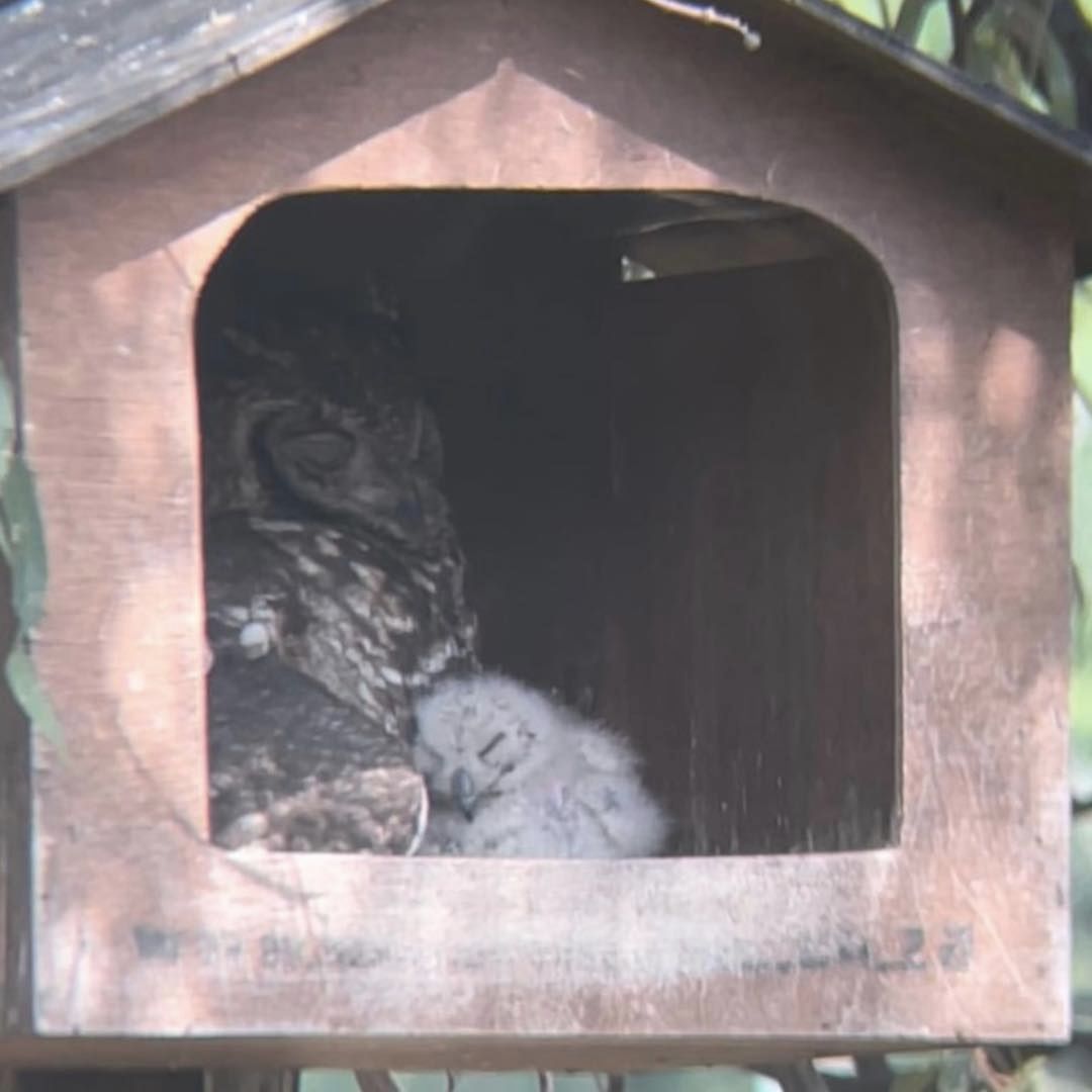 Spotted Eagle Owl (Bubo africanus) Occupied Box