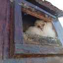 Occupied Barn Owl (Tyto alba) Box - Scatec Solar
