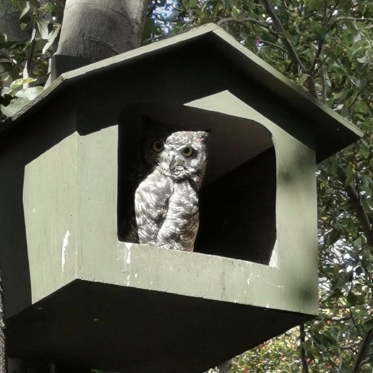 Spotted Eagle Owl (Bubo africanus) Occupied Box