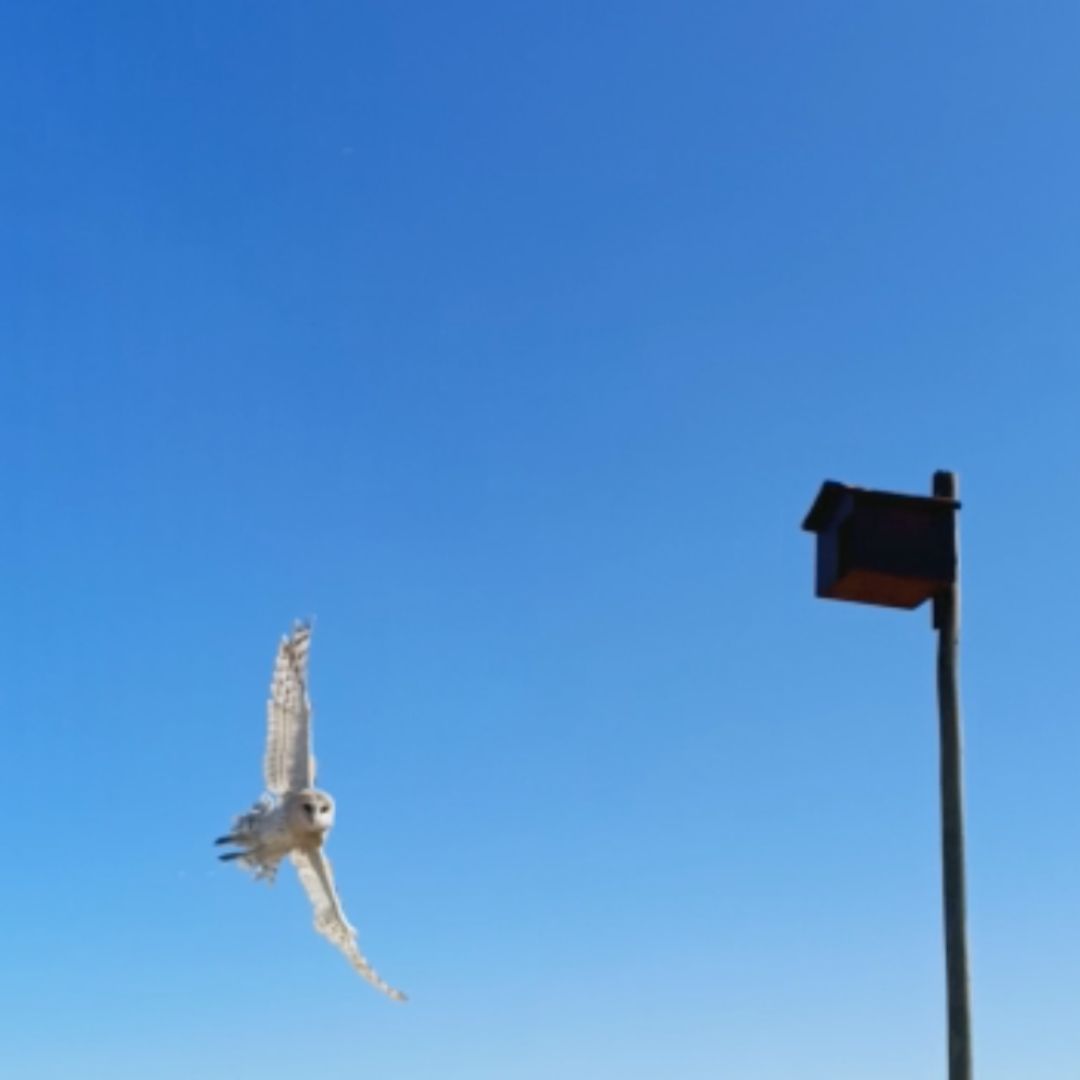 Occupied Barn Owl (Tyto alba) Box - Starke Ayres, Kimberly