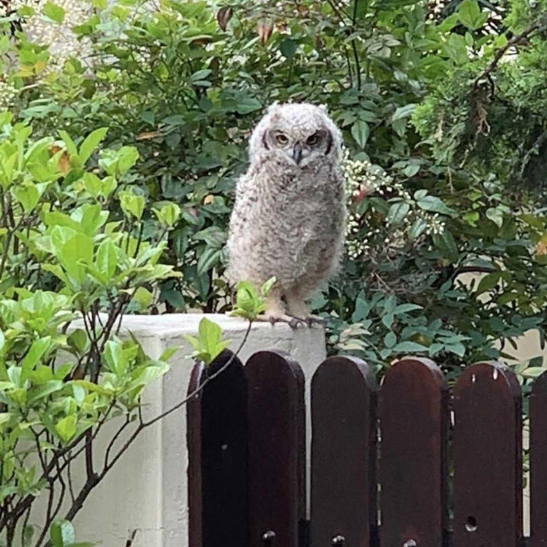 Spotted Eagle Owlet (Bubo africanus)