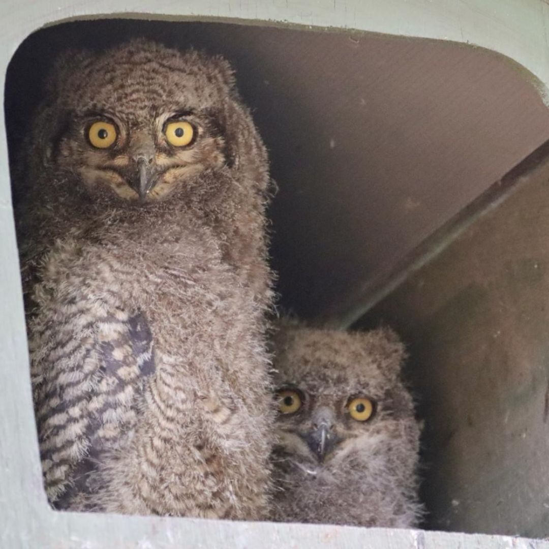 Spotted Eagle Owl (Bubo africanus) Occupied Box - Midstream