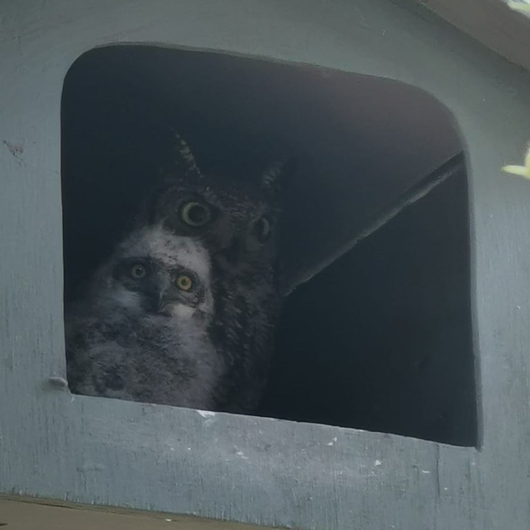 Spotted Eagle Owl (Bubo africanus) Occupied Box - Midstream