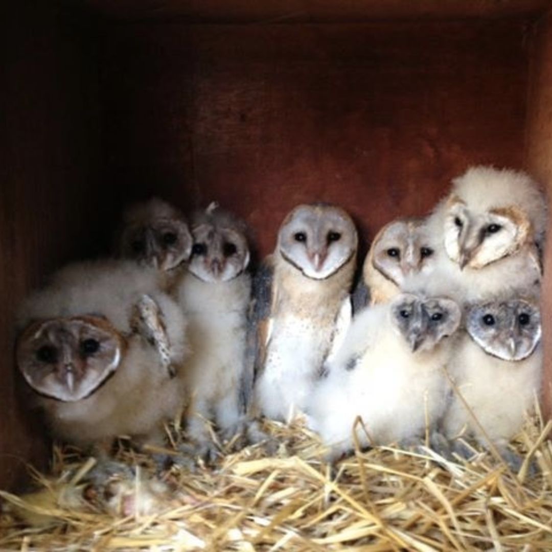 Barn Owl (Tyto alba) Chicks