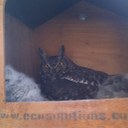 Occupied Spotted Eagle Owl (Bubo africanus) Box