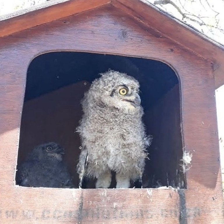 Occupied Spotted Eagle Owl (Bubo africanus) box - Honeydew